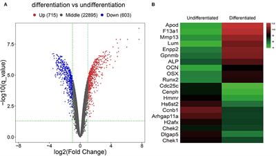 Involvement of MiRNA-211-5p and Arhgap11a Interaction During Osteogenic Differentiation of MC3T3-E1 Cells